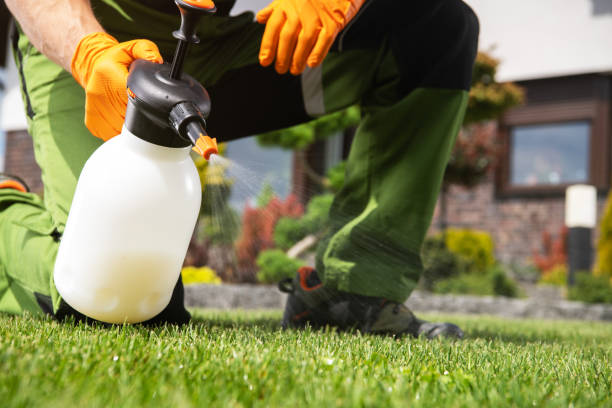 Best Affordable Pest Control Services  in Roma, TX
