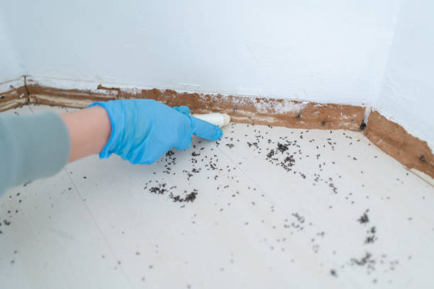 Best Pest Removal Services  in Roma, TX